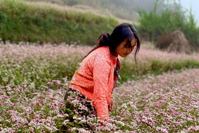 Buckwheat flowers season